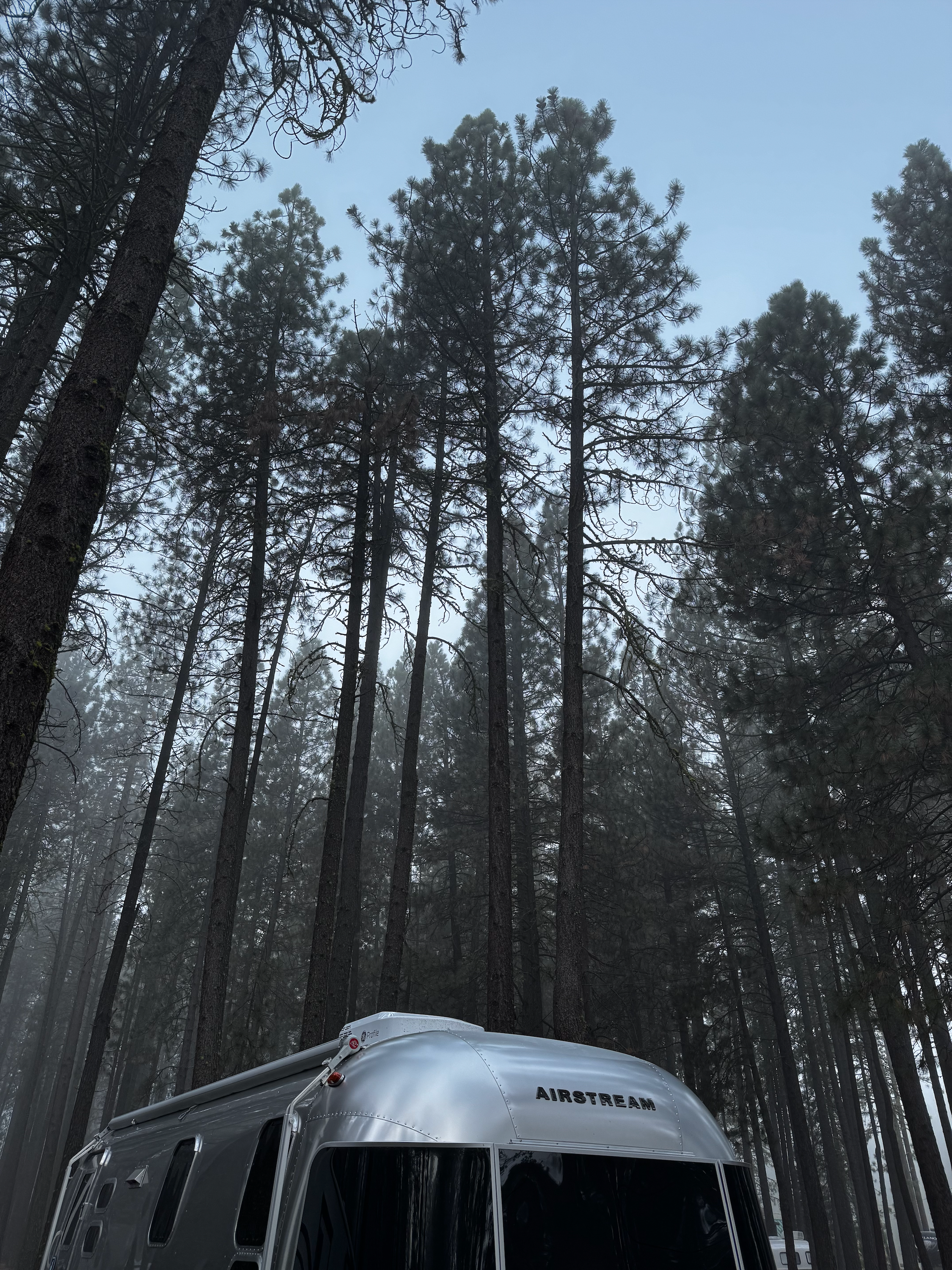 Morning mists surrounding tall trees above an Airstream