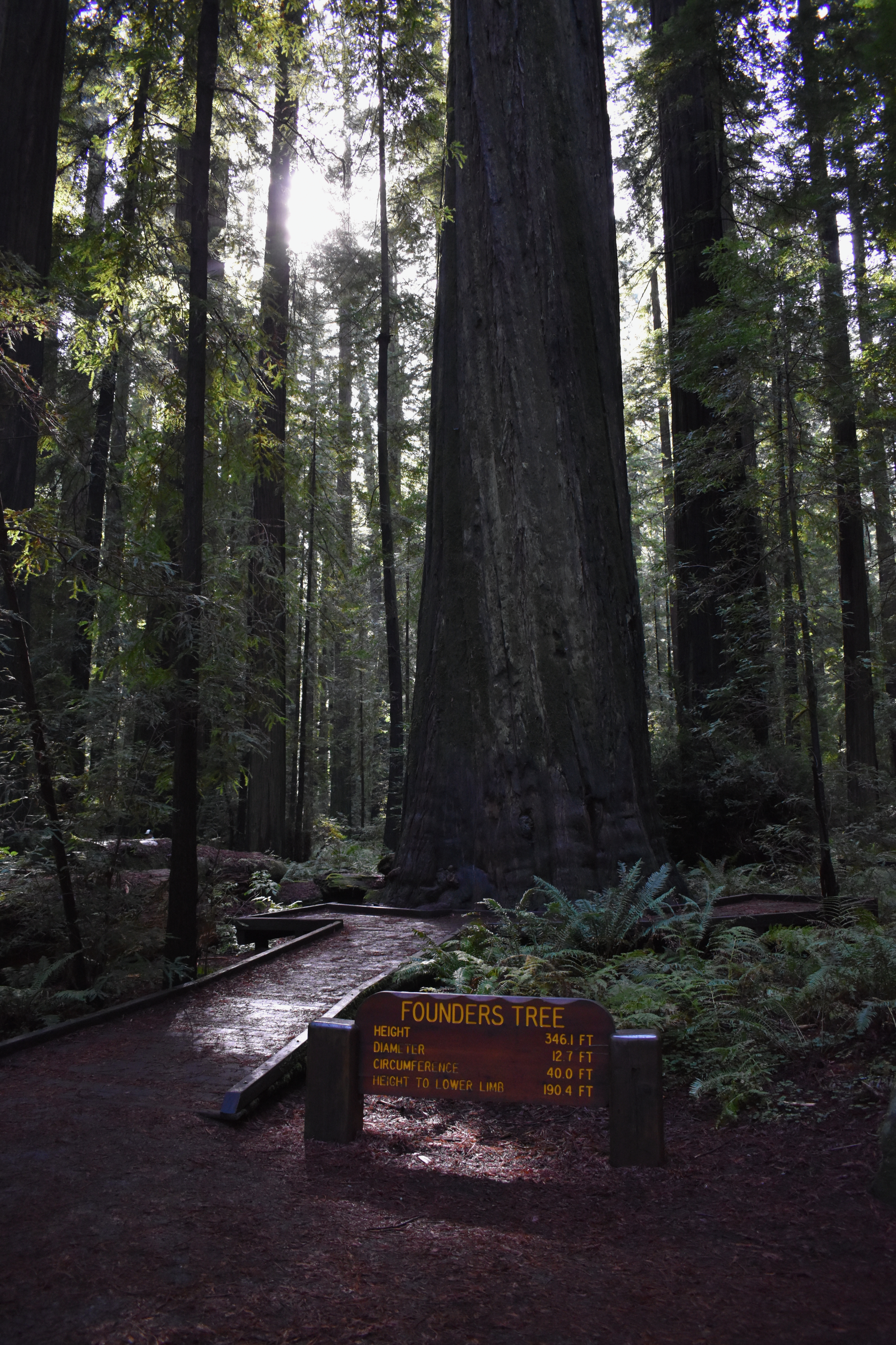 The base of the Founders Tree, with a plaque and a sign that details the tree's specifications
