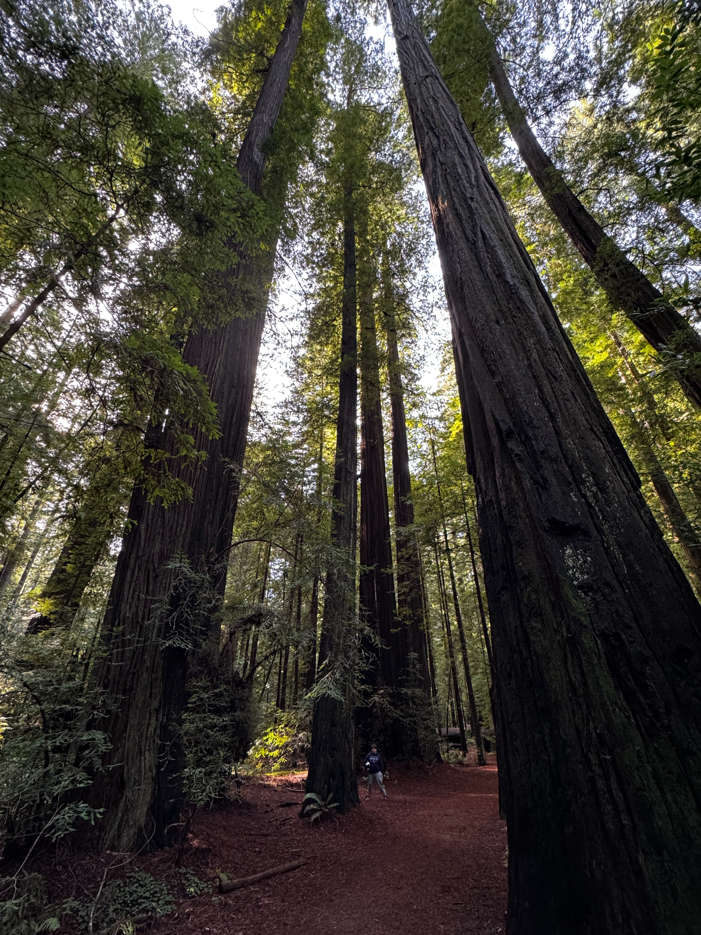 A clearing in the forest, with my son for scale